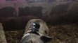 Víkendkové prázdniny na farmě - Jako prase v žitě - 1