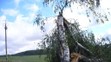 Tornádo u Horšova - Padlá lípa a břízy severně od Horšova