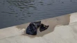 V řece Radbuze byla nalezena lidská hlava