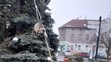 KŘIVÝ VÁNOČNÍ STROM - 1