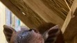 Dikdik