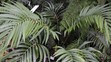 Botanicka zahrada