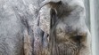 V pražské zoo se narodilo slůně