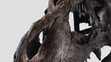 Tyrannosaur rex (8)