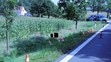 Řidič srazil cyklistu a od nehody ujel - 2