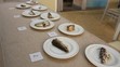 Test - sardinky
