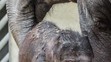 V pražské zoo se narodilo slůně