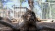 Děsivé fotografie ze zoo v Gaze - 2
