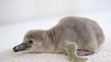 Malý tučňák se narodil v pražské zoo - 1