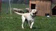 Labrador Sunny - 4