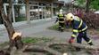 Spadlý strom v Praze na Nuselské - 7