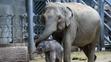 Slůně v pražské zoologické zahradě - 1