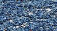Modrý žahavec Velella velella (3)
