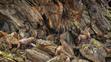 Wildlife Photographer of the Year - Andrea Zampatti