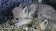Paterčata vlků arktických v brněnské ZOO - 2