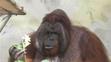 Orangutan Ňuňák