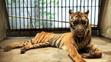 Nejhorší zoo na světě v indonéské Surabaye - 8