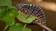 Voeltzkow's Chameleon - 1
