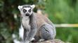 Krmení lemurů v ZOO Praha - 2