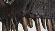 Tyrannosaur rex (3)