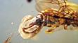 Sirenobethylus charybdis (1)