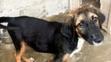 Týraní psi - 17