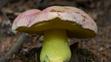 Hřib královský (Butyriboletus regius)