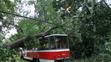 Spadlý strom - 17