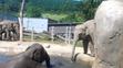 Sloni v pražské zoo - 6