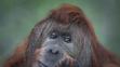 Orangutan Ferda