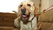 Labrador Sunny - 3
