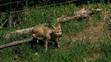 Vlk arktický v Zoo Brno