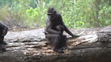 Makak Děčínská zoo