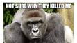 Harambe - 2