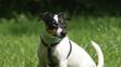 Jack Russell teriér