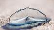 By-the-Wind Sailor (Velella Velella)