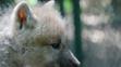 Paterčata vlků arktických v brněnské ZOO - 1