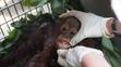 Samici orangutana s mládětem se podařilo útect před ohněm i vesničany - 2