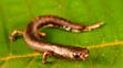 Mlok (Bolitoglossa sp.) žijící na stromech
