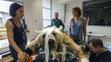 GALERIE: Unikátní operace medvěda - 2