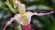Výstava orchidejí - 2