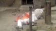 Horor v zoo: Mladík se vrhl k tygrům - 3
