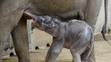 Slůně v pražské zoologické zahradě - 2