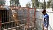 V mosulské ZOO v Iráku přežil jen lev a medvěd - 3