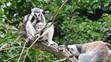 Krmení lemurů v ZOO Praha - 4