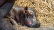 zoo-dvur-hroch