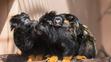 Dvojčata tamarína žlutorukého z brněnské zoo