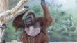 Orangutan Ňuňák