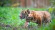 Tygři sumaterští ve vratislavské zoo (11)