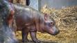 zoo-dvur-hroch2